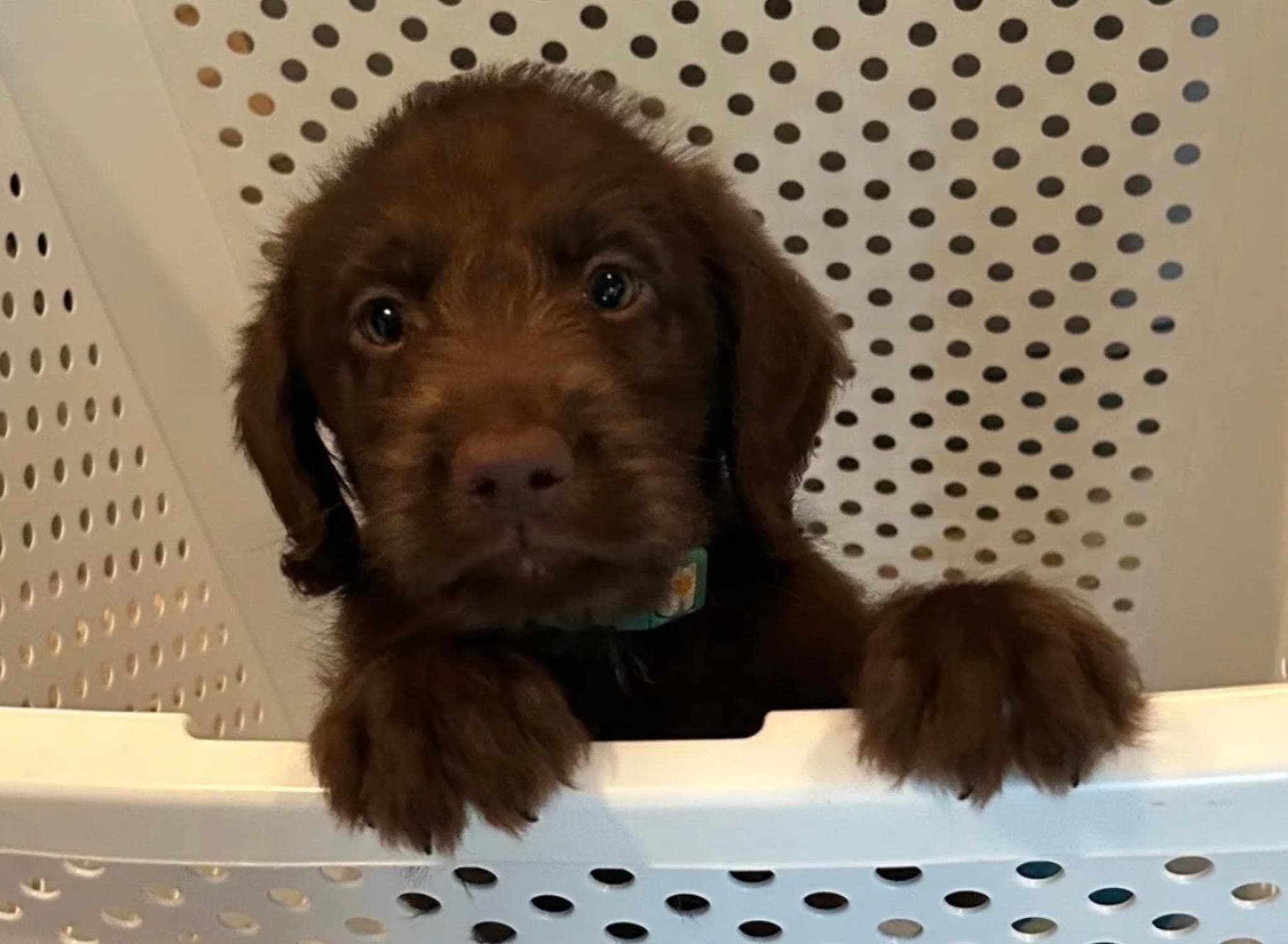 Original puppy photo before the portrait treatment