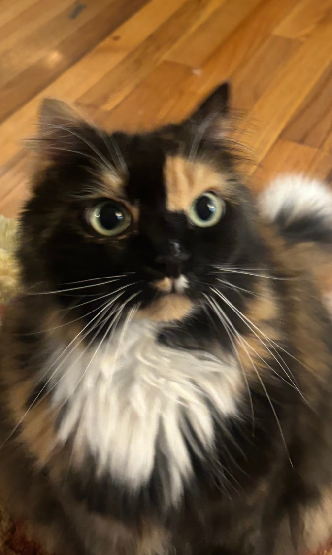 Cat — before